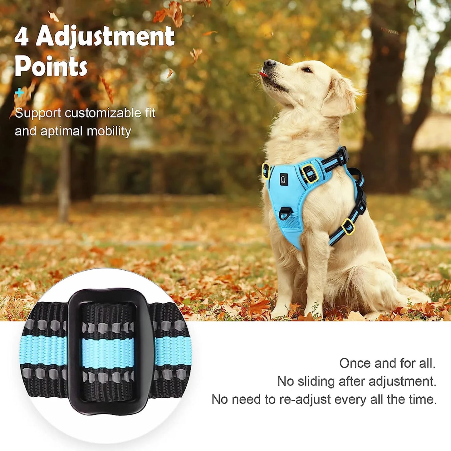 Dog wearing a blue harness with text about adjustable points in an outdoor setting.