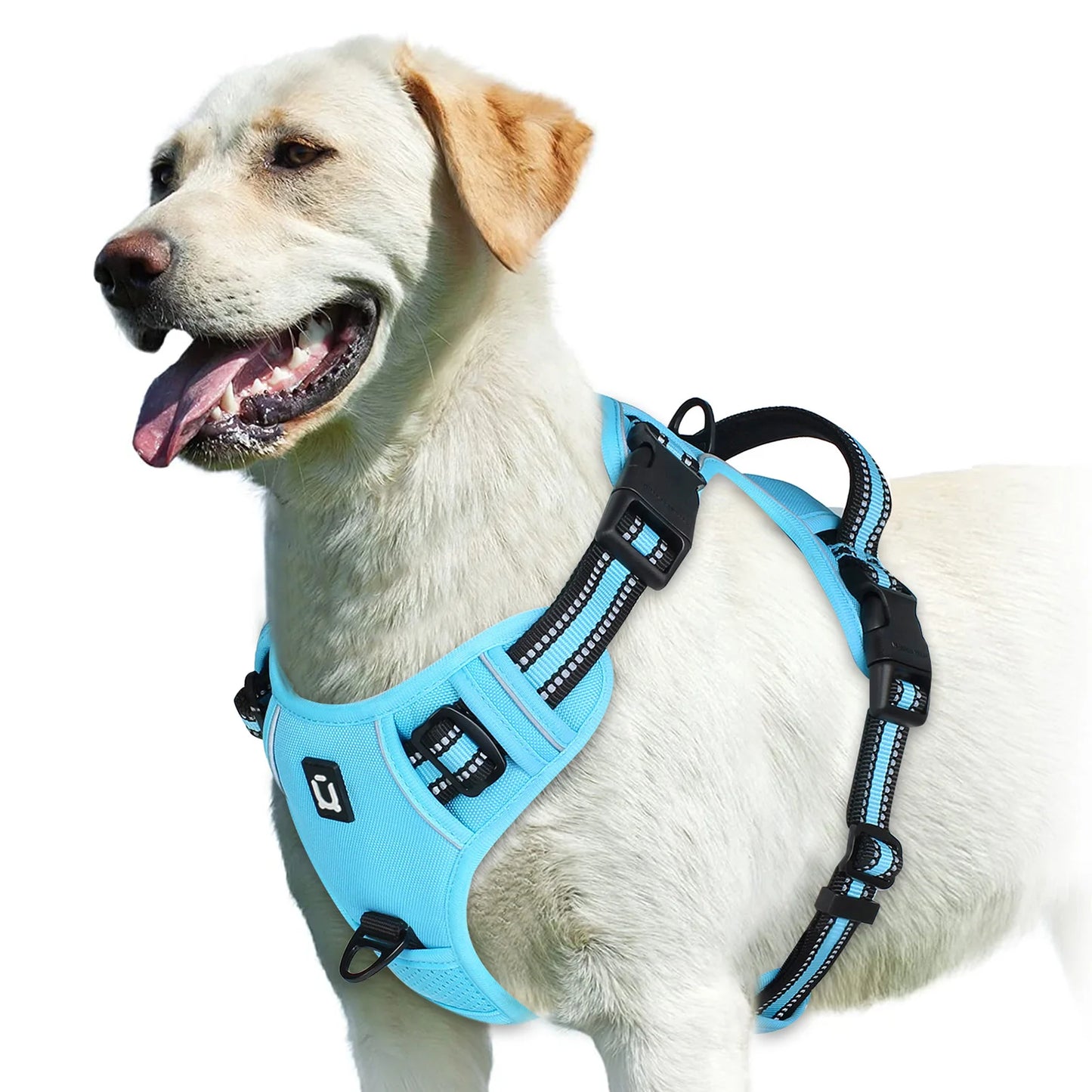 Dog wearing a blue harness on a white background