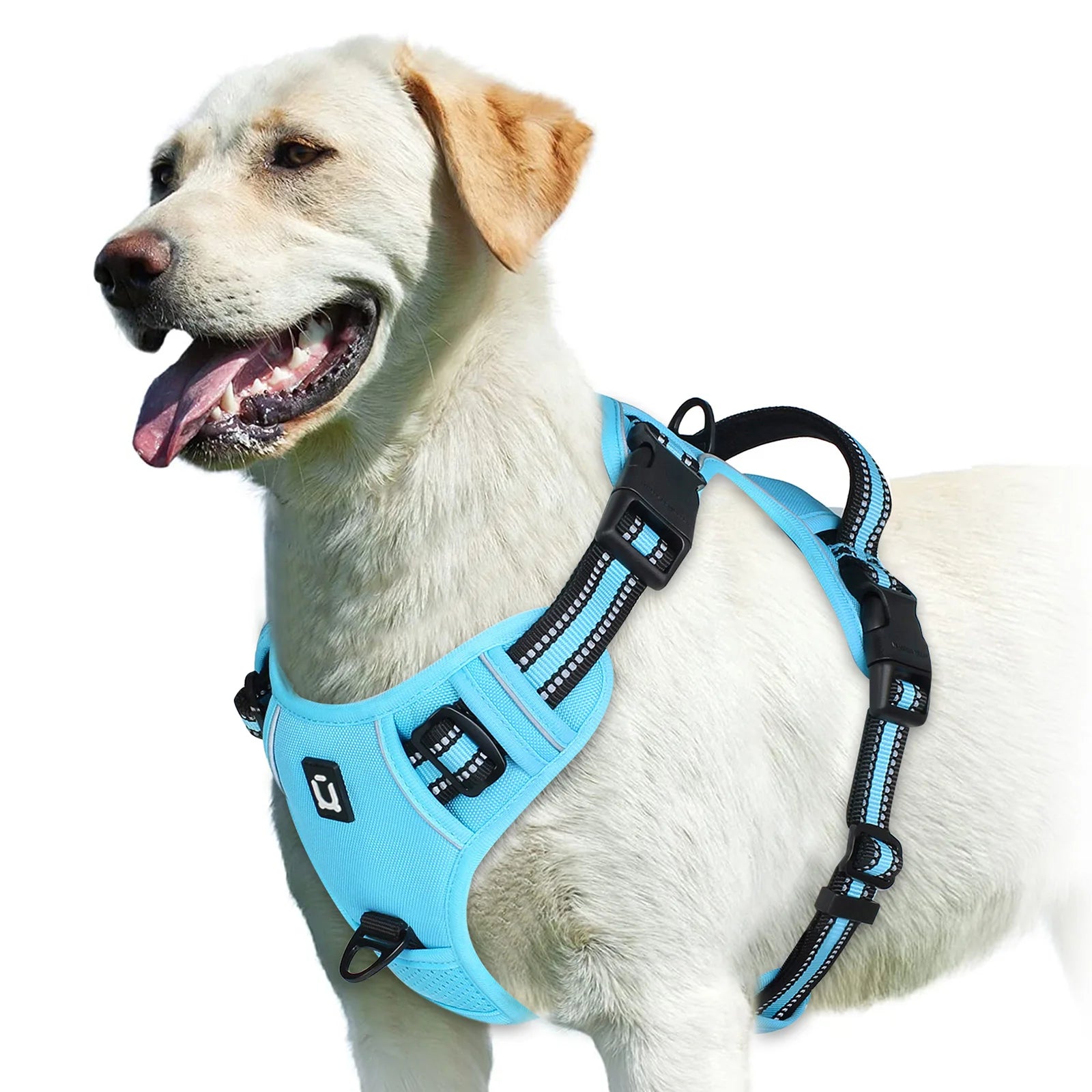 Dog wearing a blue harness on a white background