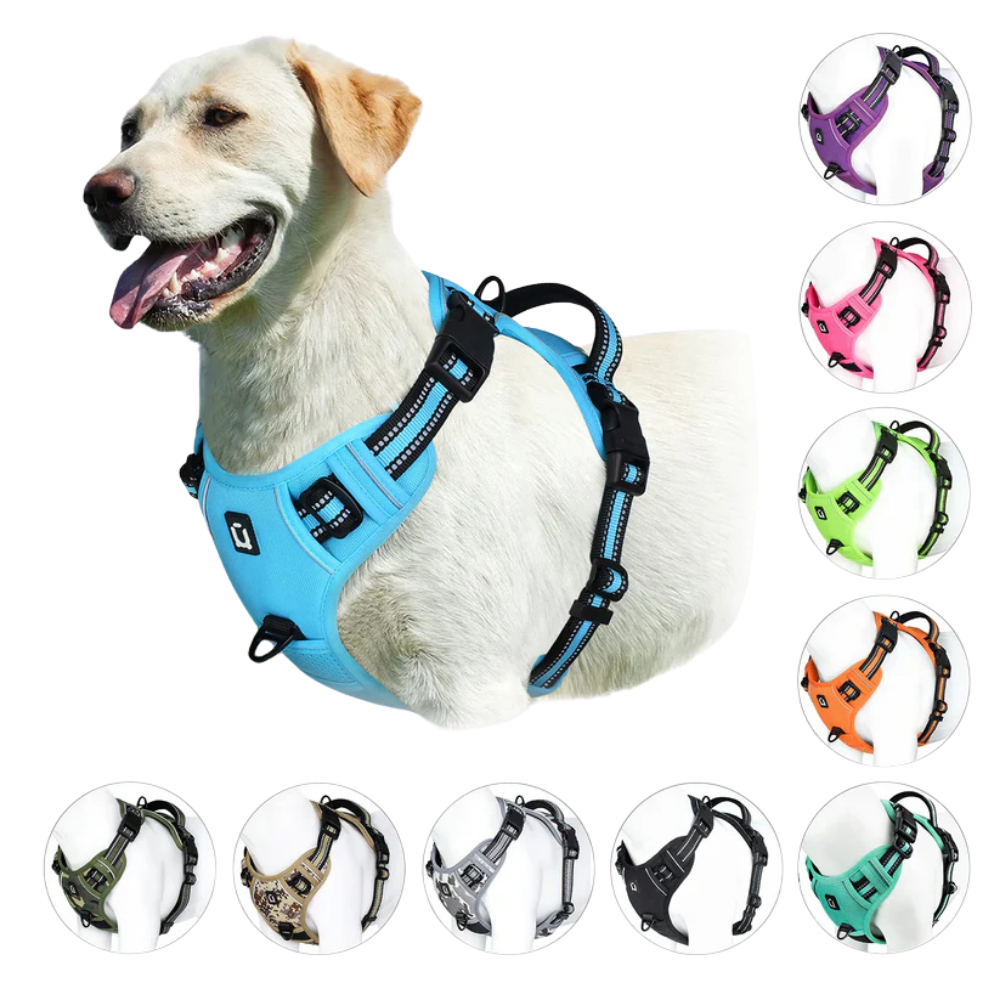 Dog wearing a blue harness with color options displayed around it.