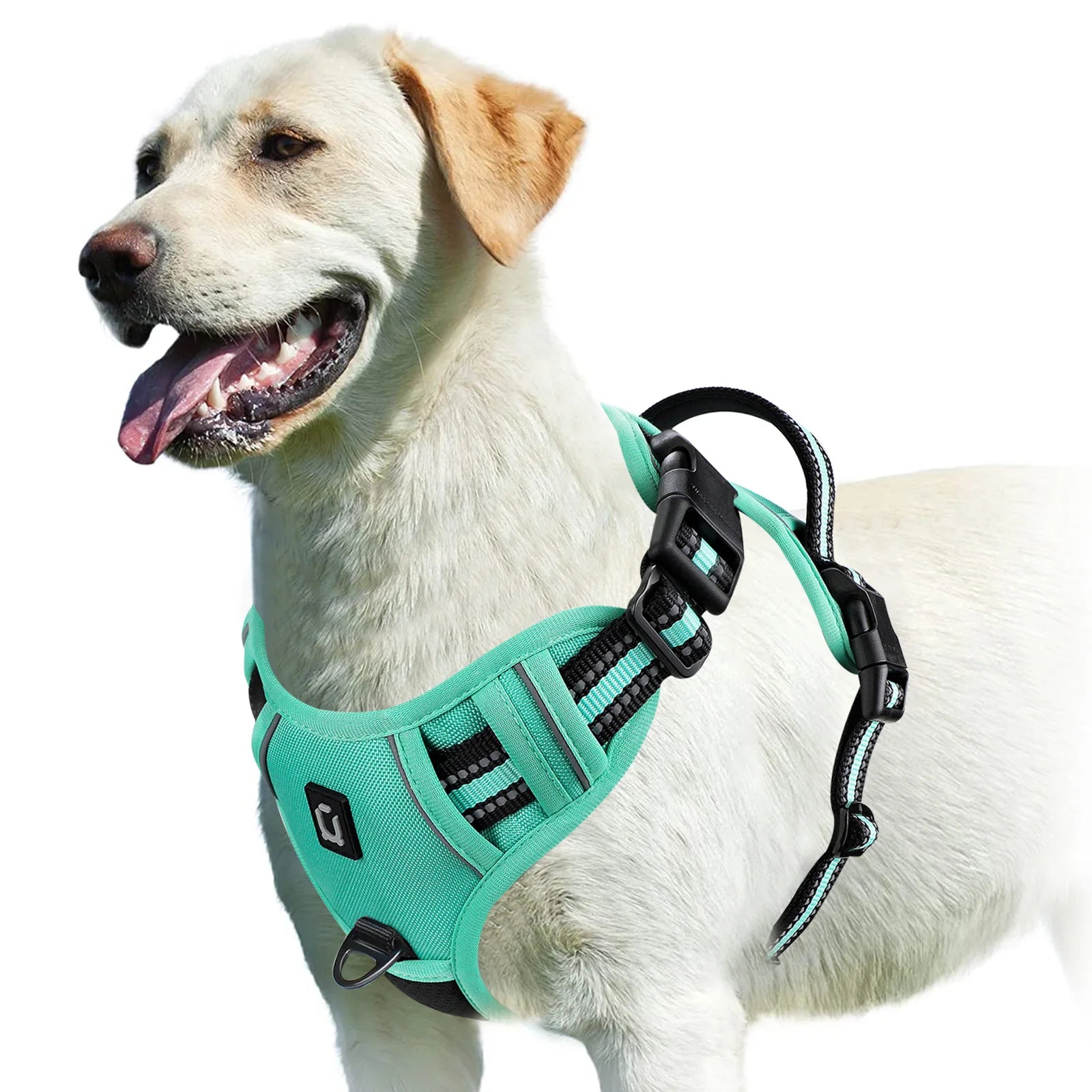 Dog wearing a teal harness on a white background